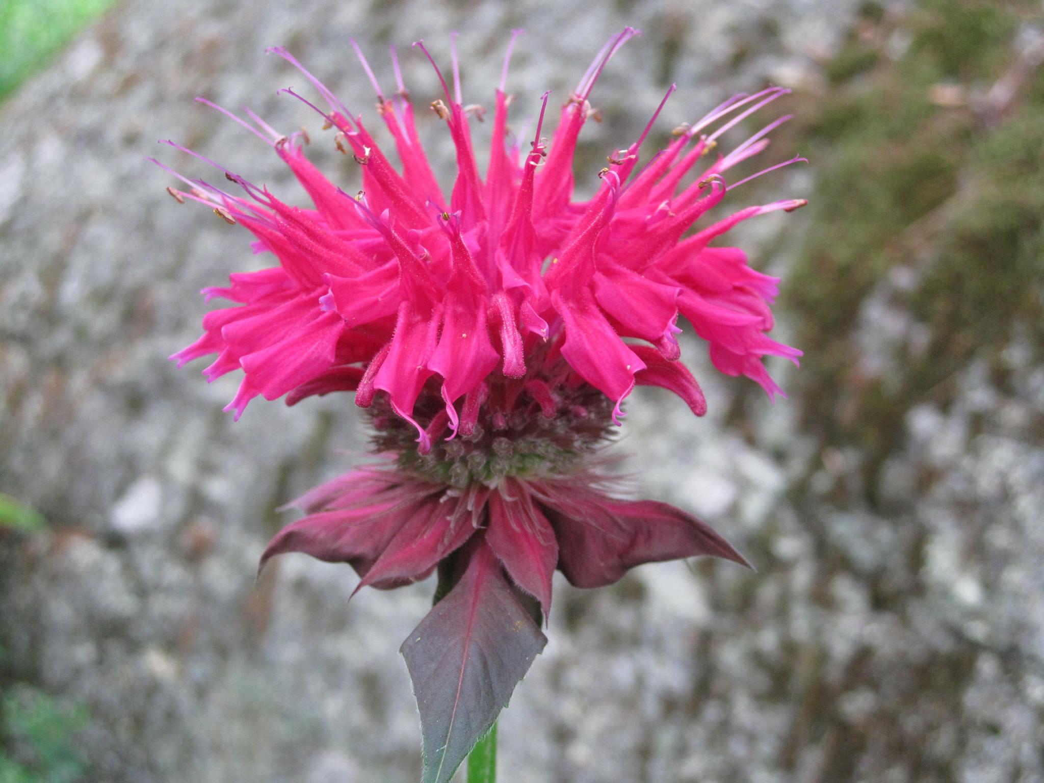  red bee balm (Monarda didyma)